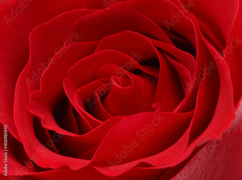 Rose petals closeup