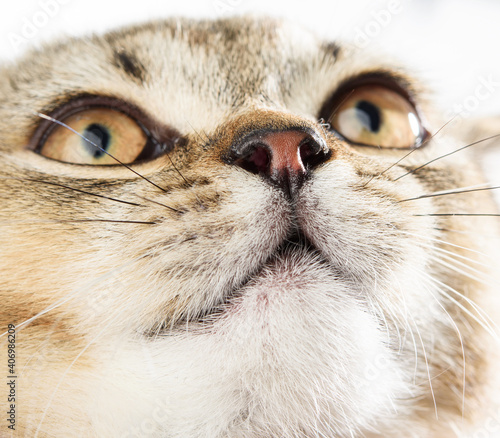 kitten nose british chinchilla with straight ears