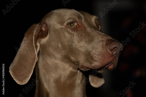 Weimaraner dog © Antoon