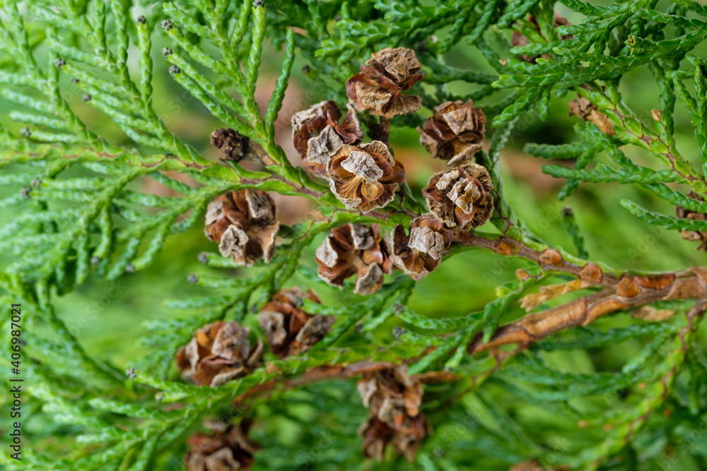 Makro: Zapfen an einem grünen Zweig einer Thuja (Lebensbaum)