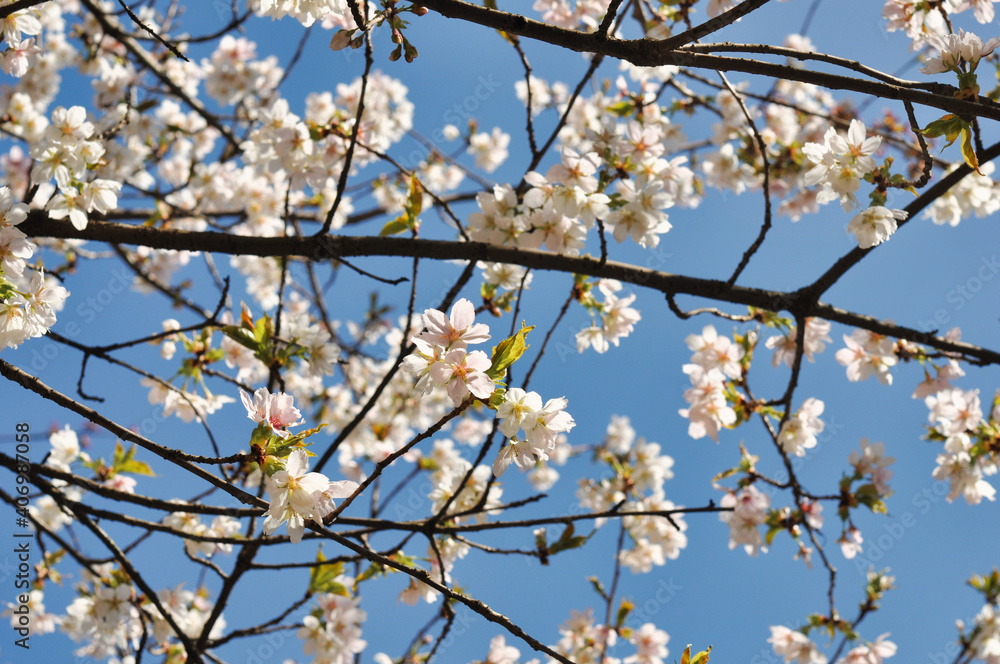 blooming tree in spring blooming tree in spring