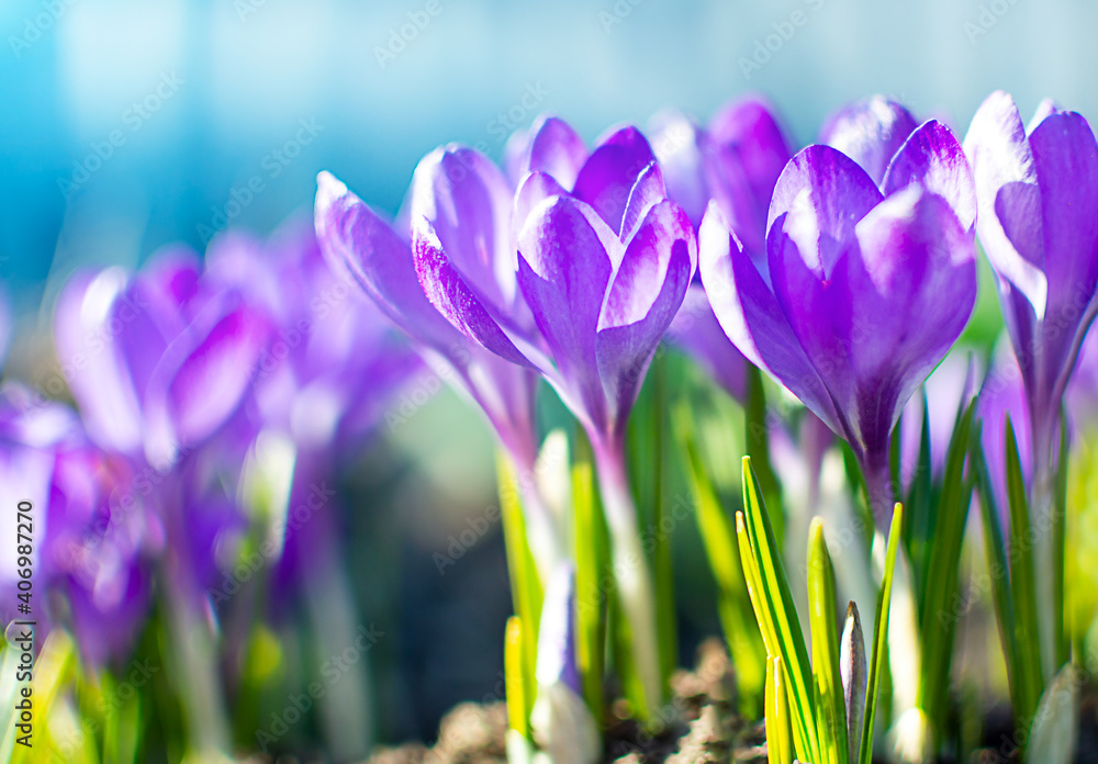 Blooming violet crocuses. bright spring background