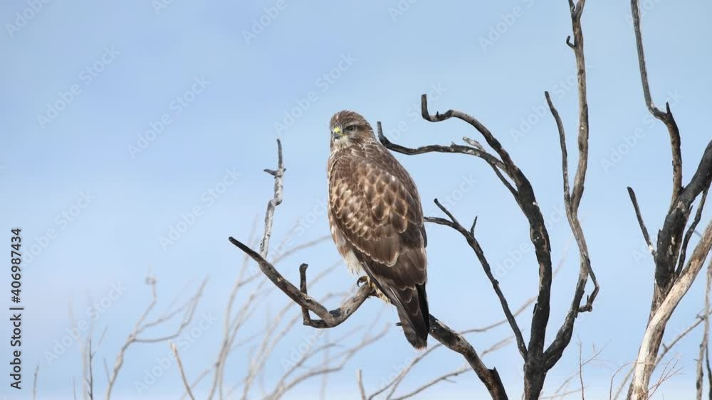 Common buzzard (Buteo buteo) perched on a branch Common buzzard (Buteo buteo) perched on a branch