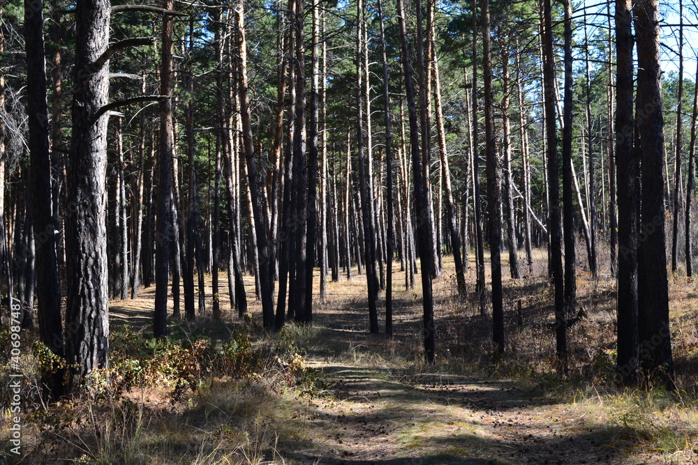 Fototapeta premium trees in the forest