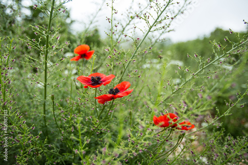 Foto Red poppy in a mountain valley.
