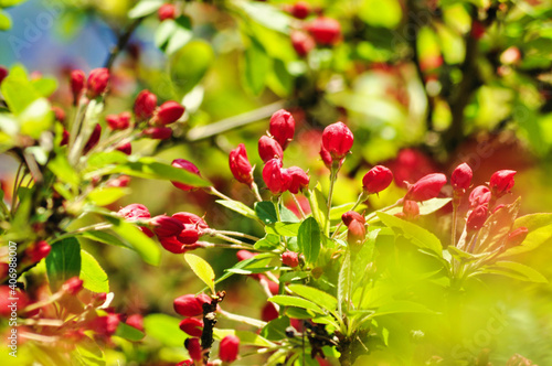 Spring time. Apple tree blossoming