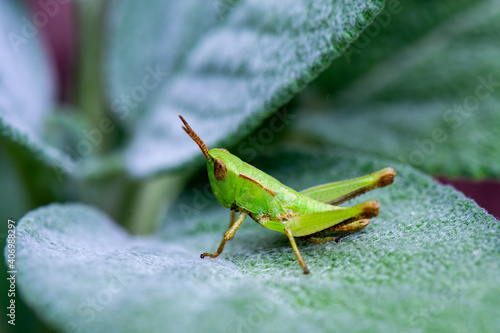 Green Grasshopper on a Sage Leaf © Sandy Sarsfield
