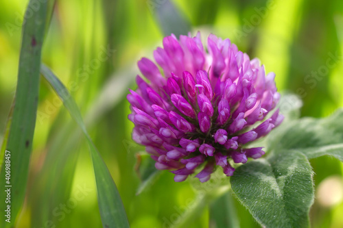 Red clover flower