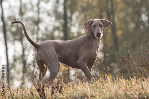 Weimaraner dog