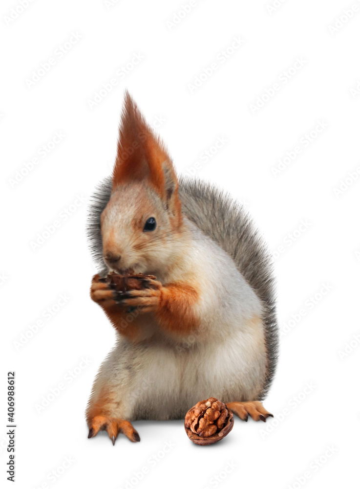 Cute squirrel with nut on white background Cute squirrel with nut on white background