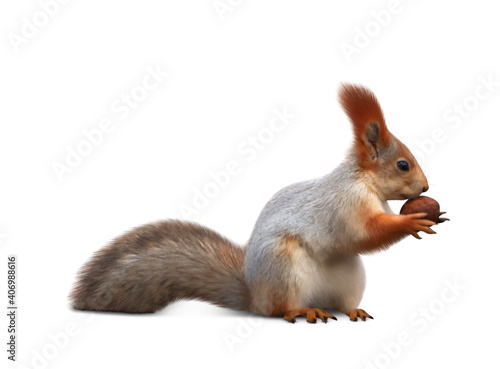 Cute squirrel with nut on white background © New Africa