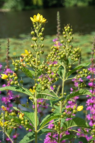 Lysimachia vulgaris, the yellow loosestrife or garden loosestrife on a background of purple flowers