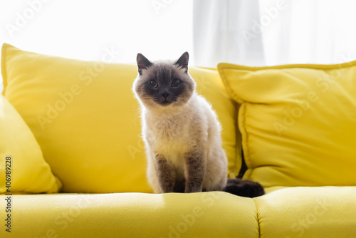 cat looking at camera while sitting on yellow couch at home