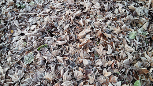 texture of autumn leaves
