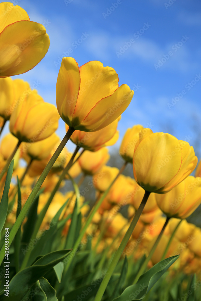 Fototapeta premium Blühende Tulpen im Frühling