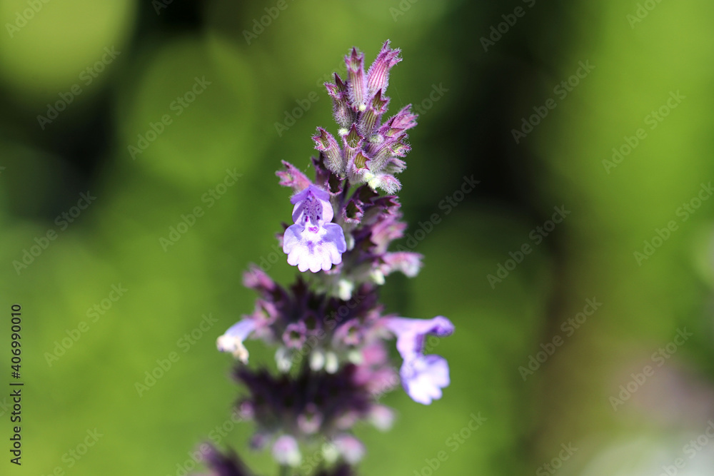 Nahaufnahme von Blüten der seltenen Pflanze Blaue Katzenminze - mit Textfreiraum Nahaufnahme von Blüten der seltenen Pflanze Blaue Katzenminze - mit Textfreiraum