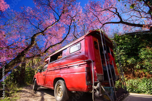 Red taxi chiang mai. Service Wild Himalayan Cherry Trees in Khun Changkhian chiangmai thailand