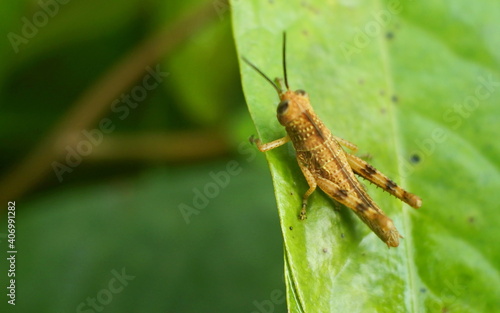 brown grasshopper perched on the green leaves