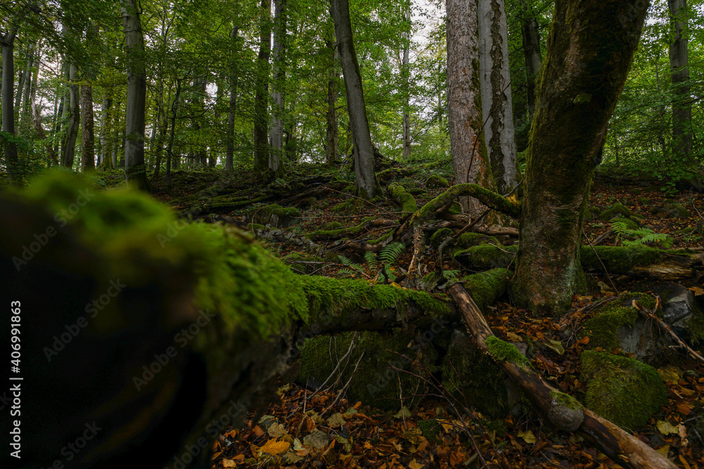 Fototapeta premium Moosy forest at the kleiner Gleichberg