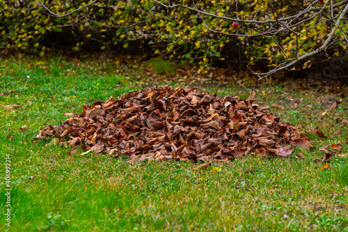 Pile with leaves in backyard.