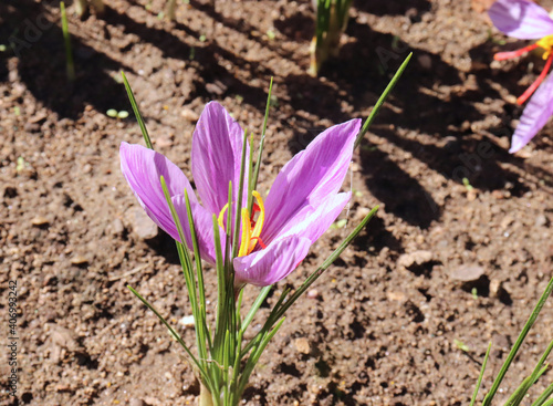 Crocus sativus, commonly known as saffron crocus, or autumn crocus. The crimson stigmas called threads, are collected to be as a spice. It is among the world's most costly spices by weight.
