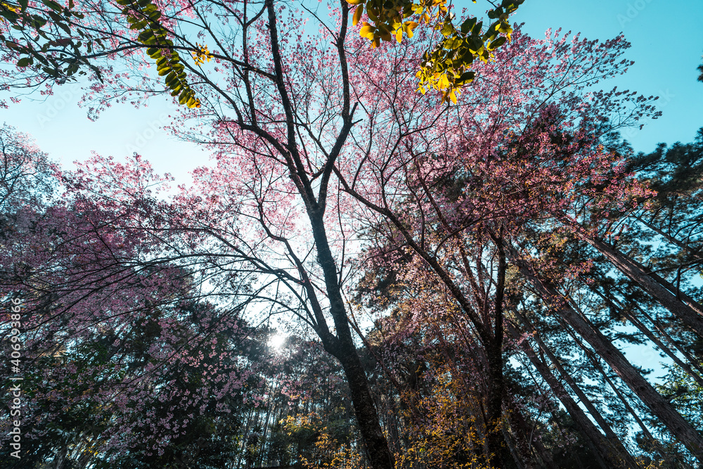 Fototapeta premium Cherry Blossoms, flowers of a cherry pink blossom tree