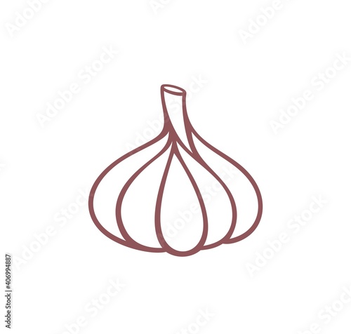 Garlic outline. Isolated garlic on white background