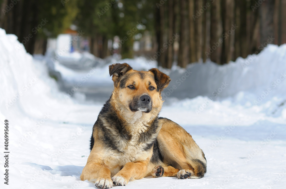 Stray dog lying down on the snow of the footpath at the city park Stray dog lying down on the snow of the footpath at the city park