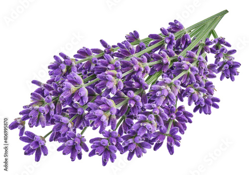 Lavender isolated on white background 