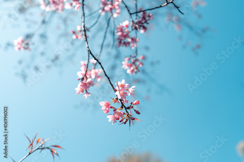 Cherry Blossoms, flowers of a cherry pink blossom tree