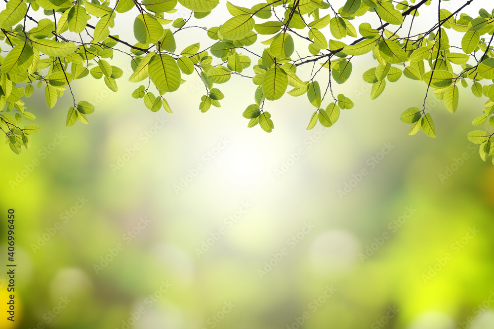 Green leaf frame with blurred nature background with empty space