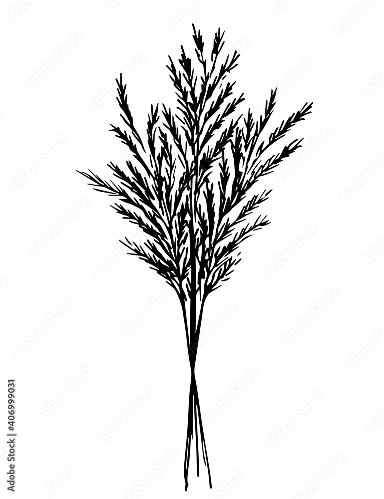 Hand drawn vector drawing in black outline. A bouquet of wild steppe