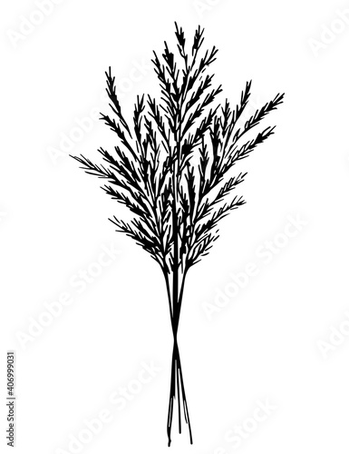 Hand drawn vector drawing in black outline. A bouquet of wild steppe pampas grass, herbal plants. A bunch of dried flowers, twigs of a panicle for boho decor, decoration.