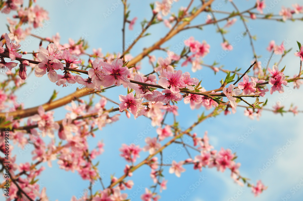 pink flowers on a spring tree