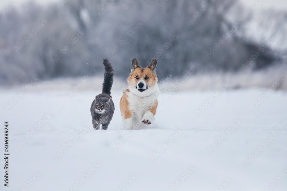 gray cat and corgi dog walk together on white snow in a sunny winter garden gray cat and corgi dog walk together on white snow in a sunny winter garden