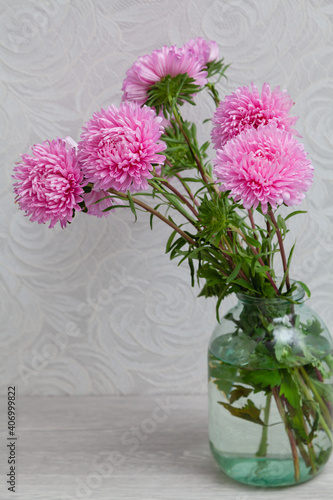 Pink chrysanthemum on white background