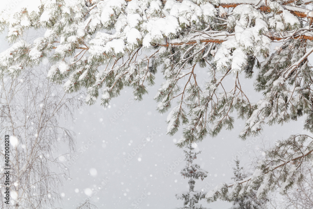 Snow lies on pine branch bottom view