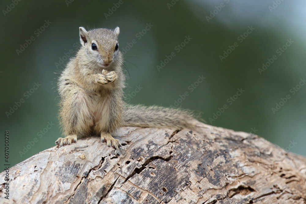 Fototapeta premium Ockerfußbuschhörnchen / Tree squirrel / Paraxerus Cepapi