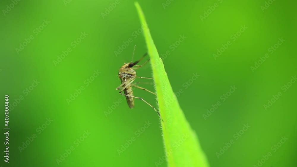 Mosquitoe is resting on the grass Mosquitoe is resting on the grass