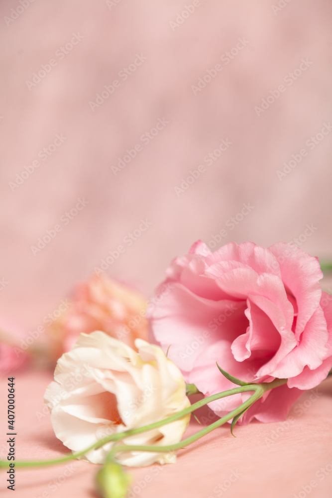 Delicate eustoma flowers in pink cream shades on textured background