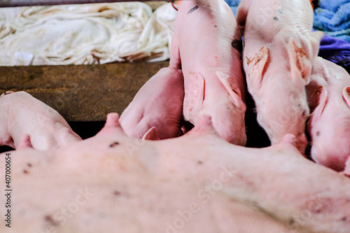 Piglet group with pig in rural traditional farm