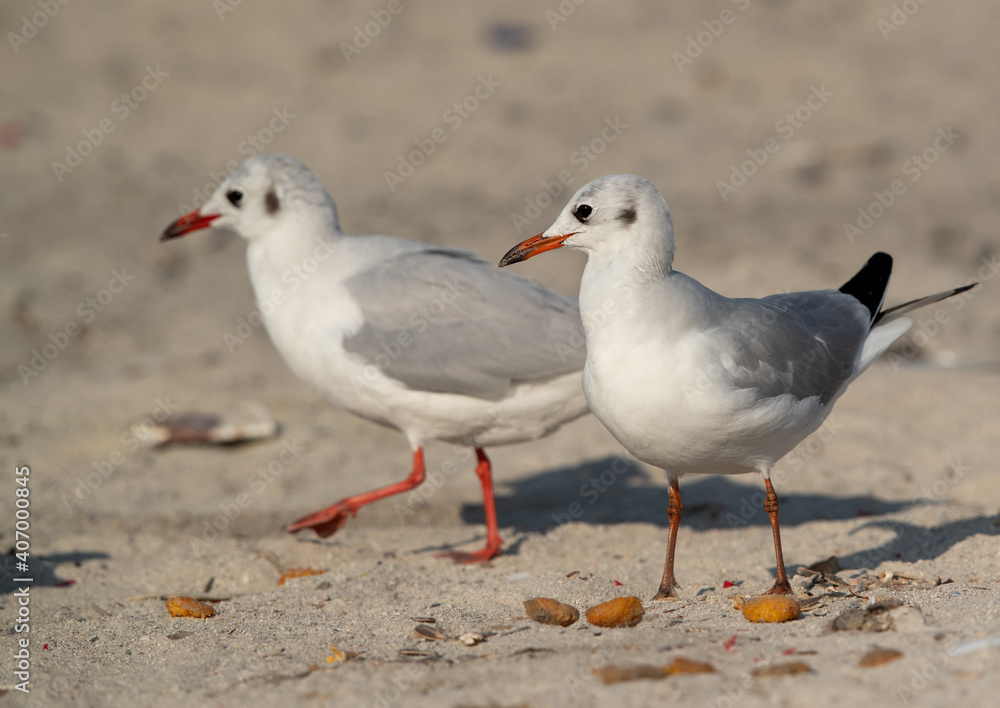 Closeup of Black-headed gulls at Busaiteen coast, Bahrain Closeup of Black-headed gulls at Busaiteen coast, Bahrain