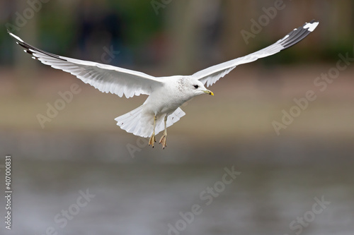 A common gull (Larus canus) in flight at a lake in the city of Berlin