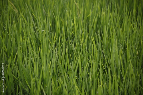 Portrait of the Lawn closeup high quality photo