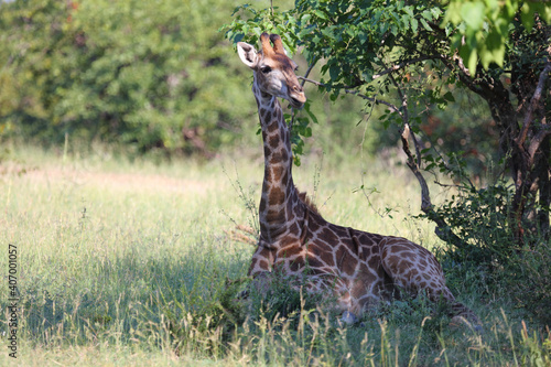 Canvas Print Giraffe / Giraffe / Giraffa Camelopardalis