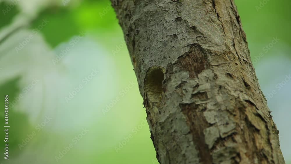 The Syrian woodpecker (Dendrocopos syriacus) on the nest The Syrian woodpecker (Dendrocopos syriacus) on the nest