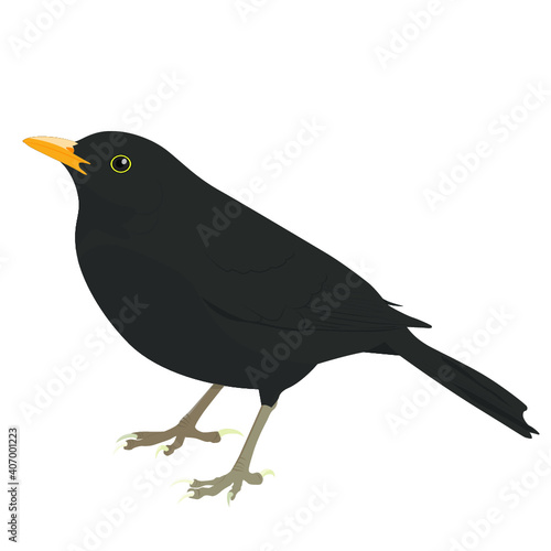 Blackbird Vector, Flat Graphic Bird photo
