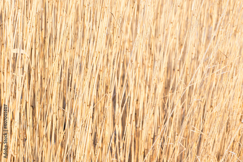 Dry coastal reed stems, abstract natural texture Dry coastal reed stems, abstract natural texture