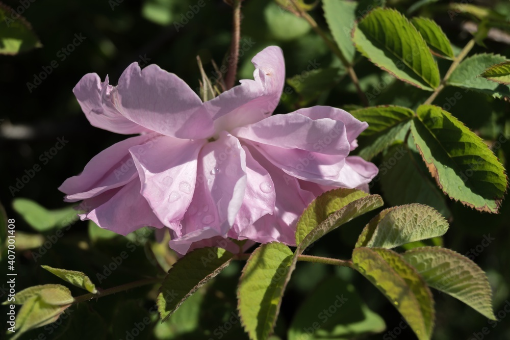 Fototapeta premium Pink Kazanlak Damascena rose, oil-bearing flowering shrub plant, the famous fragrance of Bulgarian Rose Oil distillated for perfumery and rose water, rose otto essence. Bulgaria, the Valley of Roses.
