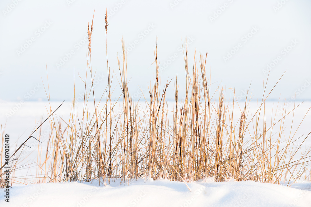 Winter landscape with dry coastal grass i Winter landscape with dry coastal grass i